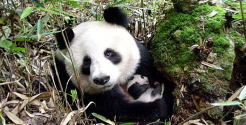 Divovska panda