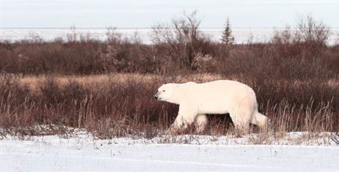 Invazija polarnih medvjeda