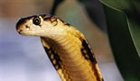 Kraljevska kobra