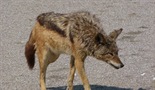 Obala hijena