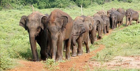 Šri Lanka - Ostrvo slonova