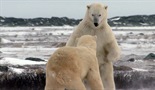 Grad polarnih medveda