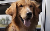 "A Dog's Purpose": istraga otkrila da nije bilo maltretiranja životinja