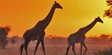 Veliki Serengeti