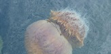 Čudovišna meduza