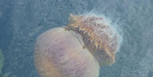 Čudovišna meduza