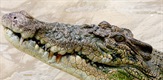 Kralj krokodila