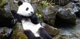 Pravljenje panda
