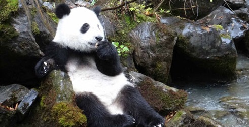 Pravljenje panda