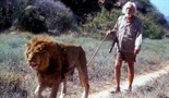 U šetnji sa lavovima