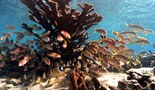 Tajni koralni greben Kube