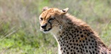 Preživjeti Serengeti