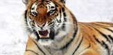 Tigrovi napadaju