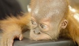 Poslednji raj orangutana
