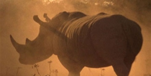 Povratak nosoroga