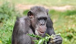 Bekstvo u raj za šimpanze