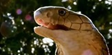 Najsmrtonosnije zmije Južne Afrike