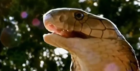Najsmrtonosnije zmije Južne Afrike