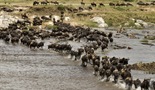 Nomadi Serengetija