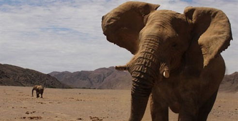 Tajne pustinje slonova