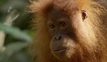 Posljednji raj orangutana