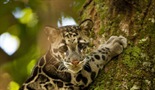 Povratak oblačastih leoparda