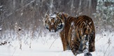 Snežni tigrovi