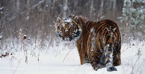 Snježni tigrovi