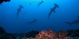 Ostrvo morskih pasa