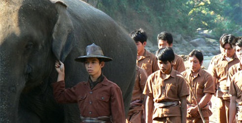 Posljednji čuvari slonova