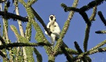 Madagaskar: Legenda otoka lemura