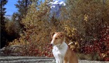 Hrabrost Lassiea