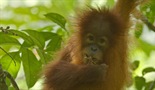 Posljednji raj orangutana