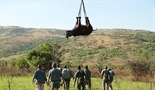 Leteći nosorozi
