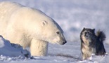 Grad polarnih medveda
