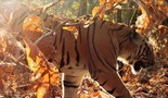 Tigar: špijun u džungli