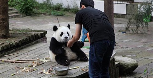 Preseljenje panda
