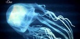 Napad džinovske meduze