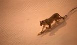 Nestali kraljevi - namibijski lavovi