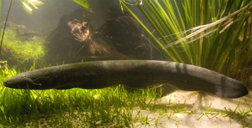 Amazonska električna riba