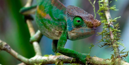 Fantastična stvorenja Madagaskara