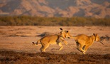 Kraljevi koji nestaju: Pustinjski lavovi Namiba