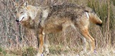 Guardians of Nature - Wolves at Gran Paradiso
