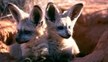 Namibijske lisice