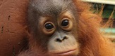 Upoznajte orangutane