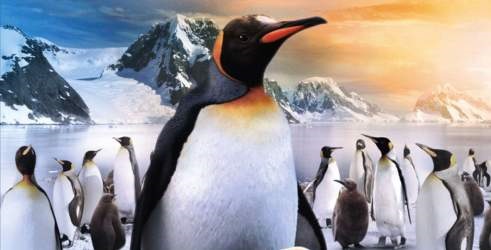 Kralj pingvina