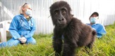 Liječnici za gorile