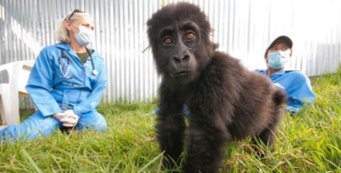 Doktori za gorile