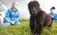 Liječnici za gorile