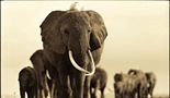 Eho i slonovi Amboselija